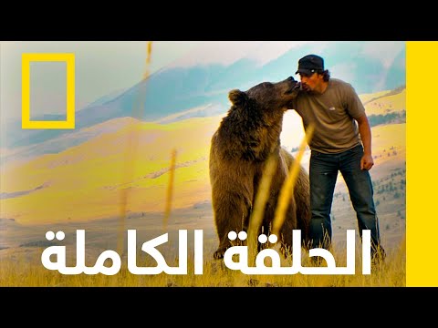 ليلة مواجهة الدب الرمادي أميركا البرية ناشونال جيوغرافيك أبوظبي