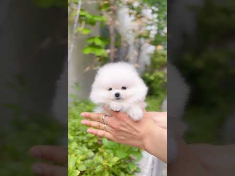 Perfect Teacup Pomeranian Puppy Teacuppomeranian Pomeranian Pomeranianpuppy Pomeraniandog
