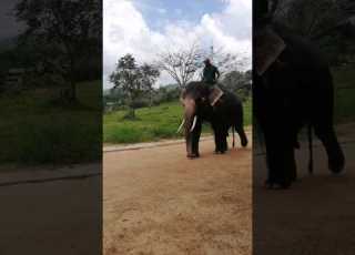  ප ඩ ල ඇත ප ට ය ග අල ක ර ගමන The Graceful Walk Of Pandula The Elephant