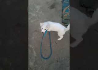 Tafi Puppy