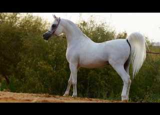  الحصان العربي المصري الأصيل الفحل الراحل الأسطورة المصري العديد الشقب Al Adeed Al Shaqab