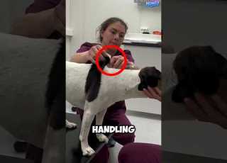  Vet S Clever Trick To Calm A Dog Before The Shot Satisfying DogLovers Wgitachi Shorts Foryou