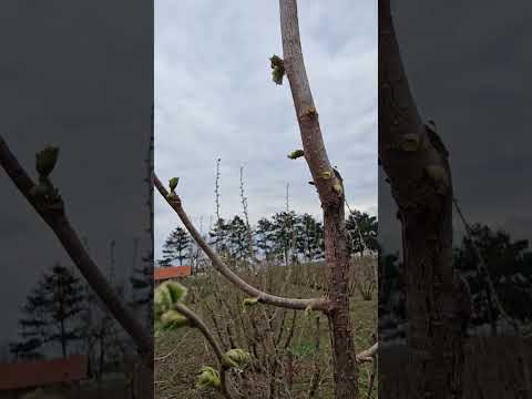 Stop Patrljcima Pravilna Rezidba Zlatno Pravilo Rezidbe Rez Do Prstena Grane