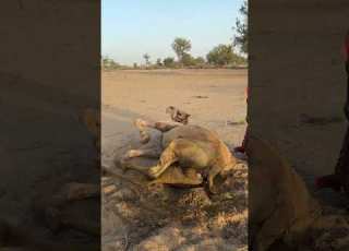 استمتاع ببرودة الجمل ورمال الصحراء