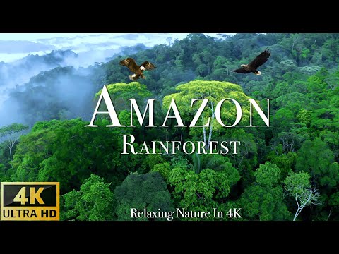 Amazon 4k The World S Largest Tropical Rainforest Scenic Relaxation Film With Calming Music