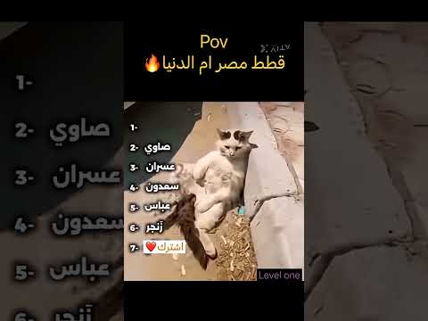 ايه يا صاوي Eyad Elamed2 L Shorts