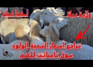 تراجع أسعار النعجة الولود شرق الجزائر هذا الأسبوع من سوق تاجنانت ولاية ميلة تغطية خاصة