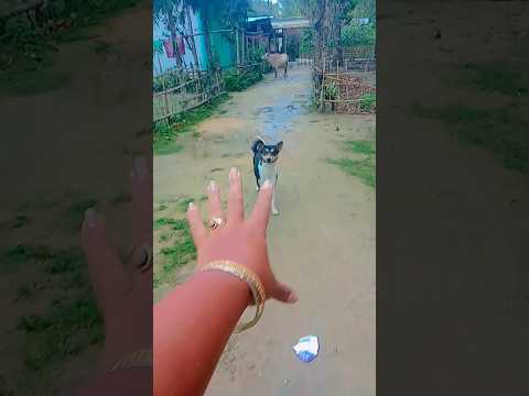 P506 Doing Kuchi Kuchi To My Chihuahuas