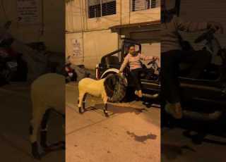 Vilayati Menda Vilayati Sheep Vilayati Vilaytisheep Sheep Animals Goat Bakra Karnataka Yt