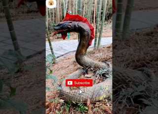 Danger Nagaursapa Shortvideo Lndia Viral Nagaur Video Viral Viralvideo Youtubevideo