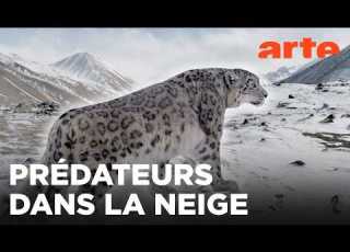 Kirghizistan Espoir Pour Les Panthères Des Neiges 360 Reportage ARTE Évasion