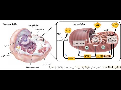 التنفس الخلوي الجزء الأول