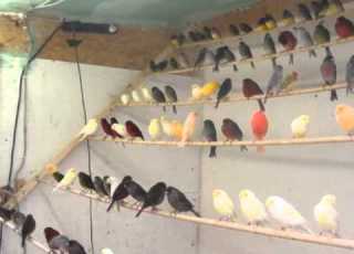  خوێندنی کەناری تغريد الكناري Canary Song