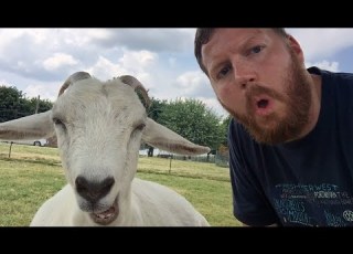 Funniest Goats 30 Minutes