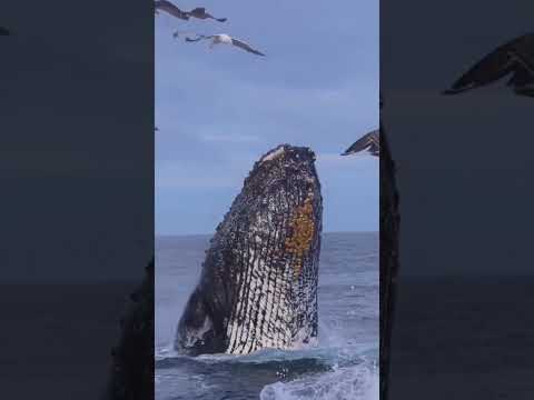 Blue Whale Shark Fish Shortvideo