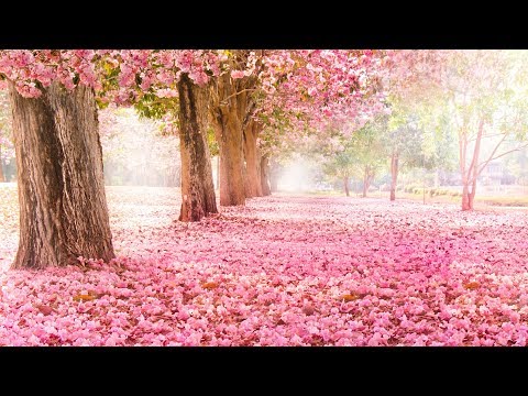 Peaceful Music Relaxing Music Instrumental Music Nature S Valentine By Tim Janis
