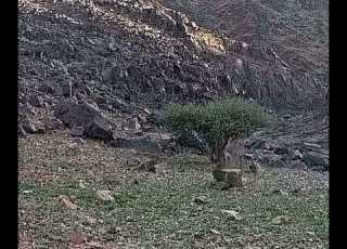  ذئب يهاجم على جن في شجره العوسج العوشس كنا نسمع ان هذه الشجره بيت الجن وبعد الفديو تاكدت