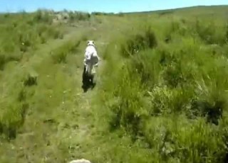 Dogo Argentino Baco