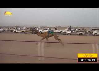 الشوط 1 اريام عماد غريب الجنيبي شارة الصندوق السبت 2018 8 11 البشائر فطامين