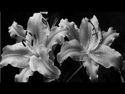 أقوى م زيل ع وائق للعائلة البي ولوجي ـة مجيئه م مضمون الآن أقوى م زيل ع وائق للعائلة البي ولوجي ـة مجيئه م مضمون الآن