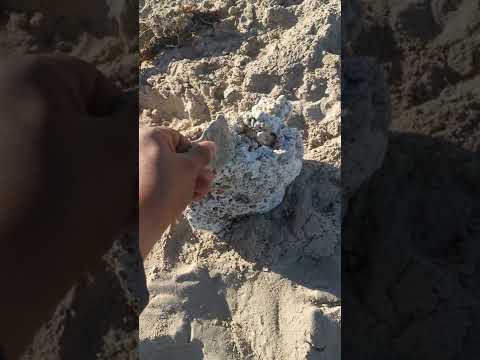 عنبر هل هذا عنبر الحوت