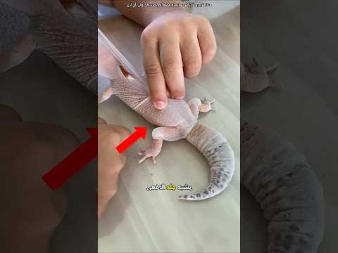 الطريقة الآمنة لإزالة جلد السحلية Shorts