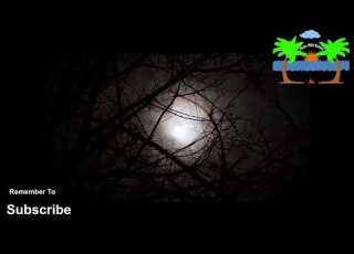 The Soothing Sound Of Night Creatures Owls Bats Cats And More 12 Hr