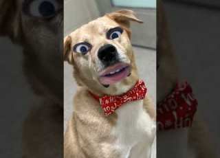 Doog Comedy Shorts Daye Nayu Naka Ipale Funny Dog Doggielife Beaglecrew Dogster Doggie Dog