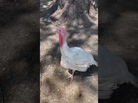 Turkey Sound Animallover Animalfunny Turkey Sound