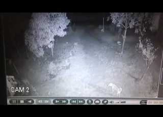  Turuvekere CCTV Cheetah Coming Night Dog Attack