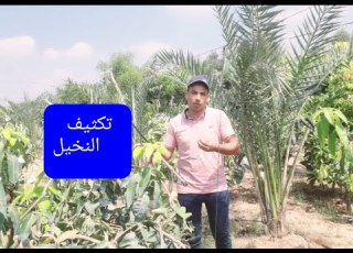 اخطاء مسافات زراعة النخيل