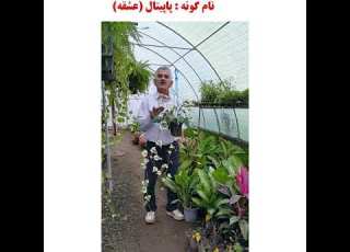  گل پاپیتال گیاهان آپارتمانی همیشه سبز