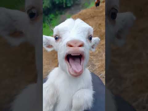 يا غنماتي انتو حياتي خروف العيد معزه راعي الاغنام Goat Goat ياغنماتي ترند