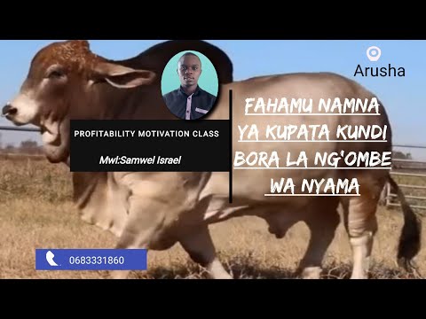 UTARATIBU WA KUPATA KUNDI BORA LA NG OMBE WA NYAMA UTARATIBU WA KUPATA KUNDI BORA LA NG OMBE WA NYAMA