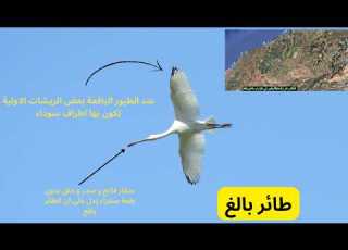  Have You Ever Seen This Strange Bill Looking Bird In The Wild