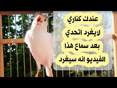 عندك كناري لا يغرد اتحدي ان لم يغرد مع هذا الفيديو