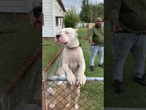 Big Dog Dogo Argentino
