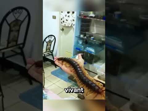 Que Se Passe T Il Quand Un Mille Pattes Entre Dans Votre Cerveau