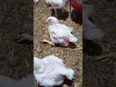 سرعة علاج الاسهال البيض للفراخ