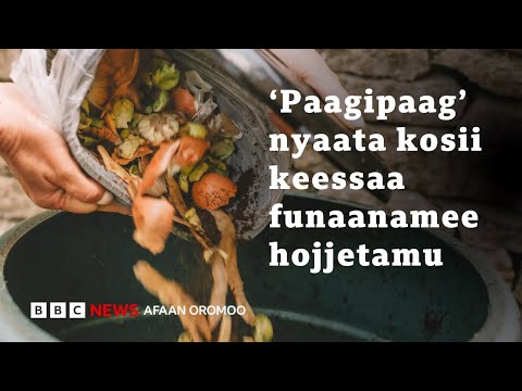 Namicha Nyaata Gatame Deebisee Bilcheessuun Harka Qalleeyyii Sooru BBC News Afaan Oromoo