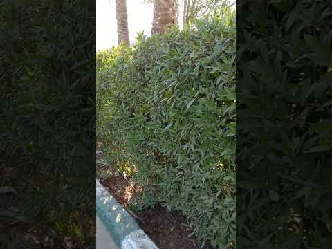 لو عاوز تزرع سياج ينمو بسرعة ازراع نبات البزروميا Shorts لو عاوز تزرع سياج ينمو بسرعة ازراع نبات البزروميا Shorts