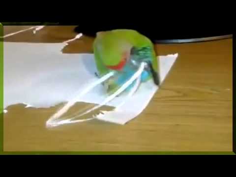 ALGERIE CHEBBA KHADRA WEL BEIDHA BREZILIENNE