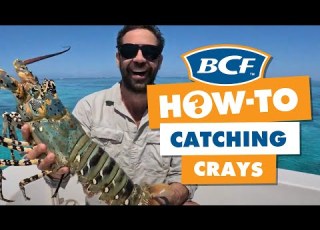  How To Find AND CATCH The Tropical Rock Lobster BIG Crays