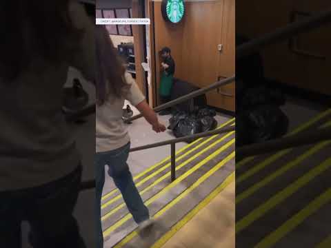 Une Bernache Du Canada Sème La Panique Au Starbucks Du Campus De L Université Wilfrid Laurier