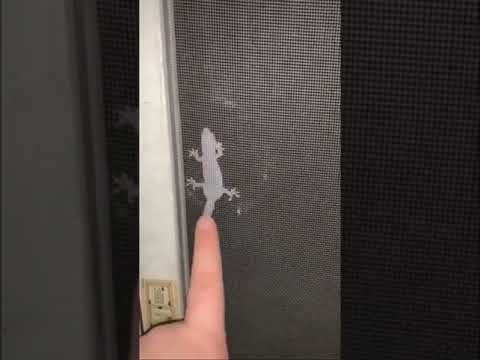 بلعب مع برص يعععععععع