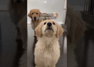 Having Goldens As Guard Dogs Dogs Puppy Goldenretriever Puppies Cutedog Cutedog