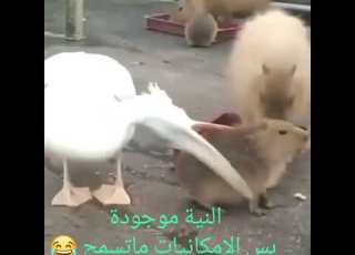 النيه موجودة