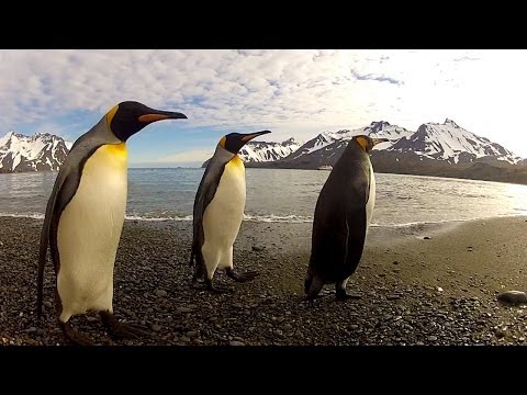 GoPro Penguin Dance Off