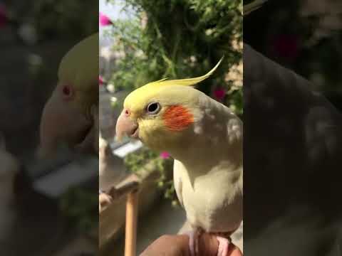 تغريد كوكتيل Birds Thebirdsonggroup Cockatiel Birdsong Parrot Cute Funny Pets