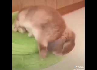 هذا أكبر دليل على ان جنكوك هو أرنب متحول وليس انسان عادي